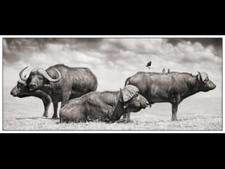 Africa black and-white