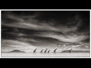 Africa black and-white