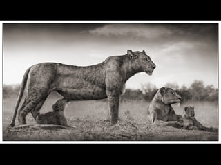 Africa black and-white