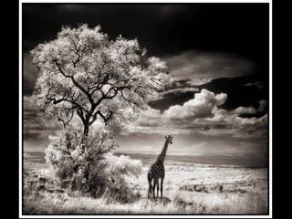 Africa black and-white