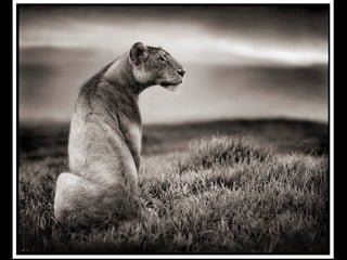 Africa black and-white