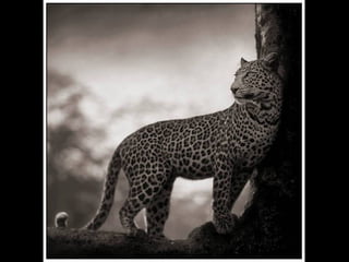Africa black and-white