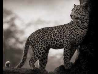 Africa black and-white