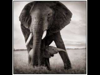 Africa black and-white