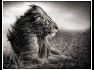 Africa black and-white