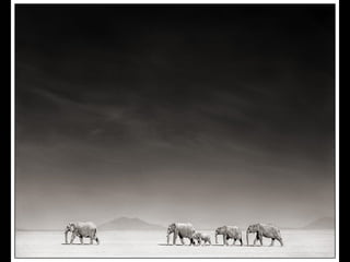 Africa black and-white