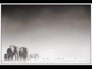 Africa black and-white