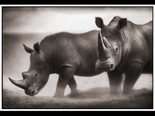 Africa black and-white