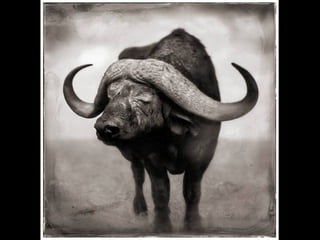 Africa black and-white