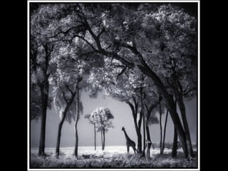 Africa black and-white