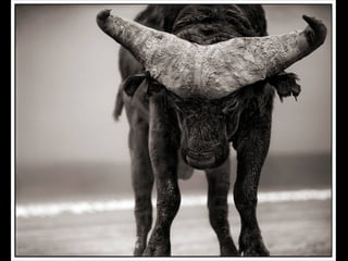 Africa black and-white