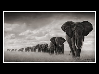 Africa black and-white