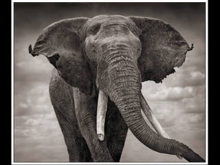 Africa black and-white