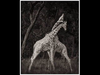 Africa black and-white