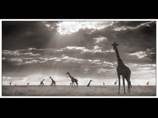 Africa black and-white