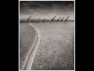 Africa black and-white