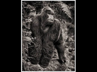 Africa black and-white