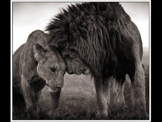 Africa black and-white