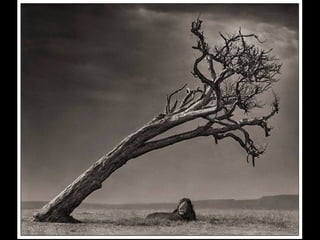 Africa black and-white