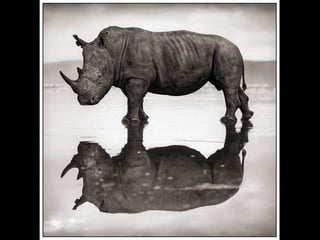 Africa black and-white