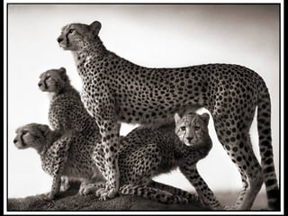 Africa black and-white