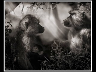 Africa black and-white