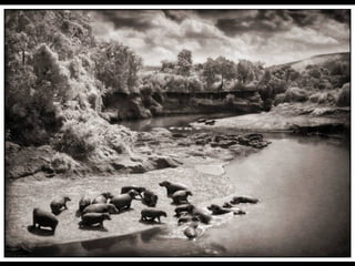 Africa black and-white