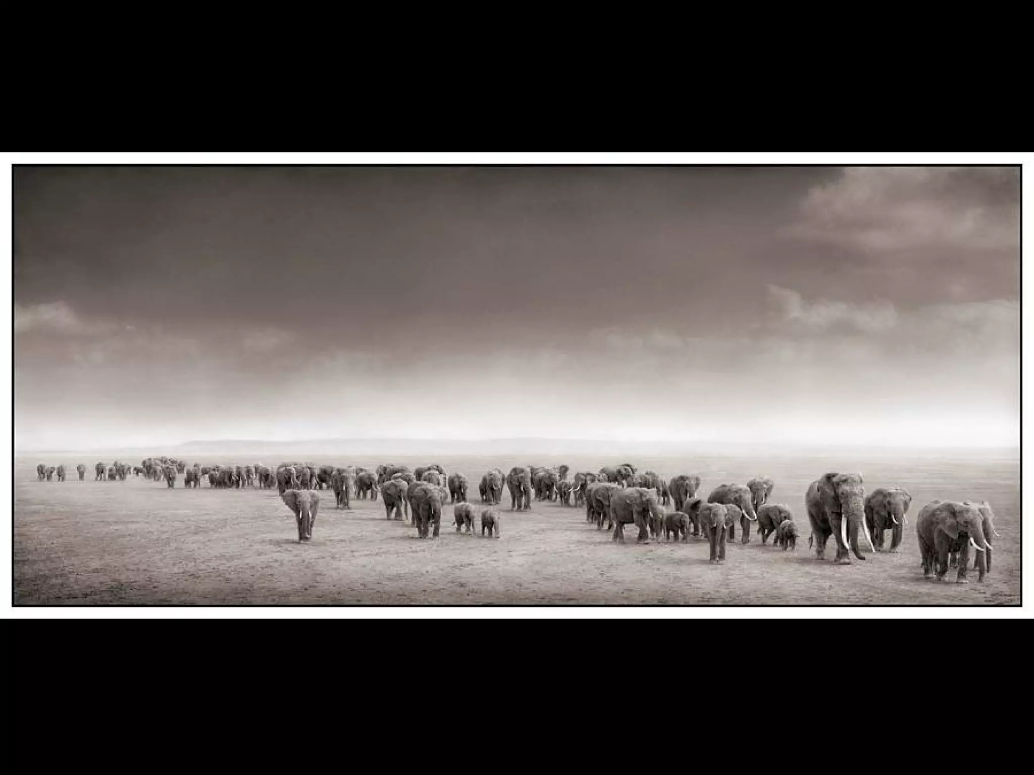 Africa black and-white1