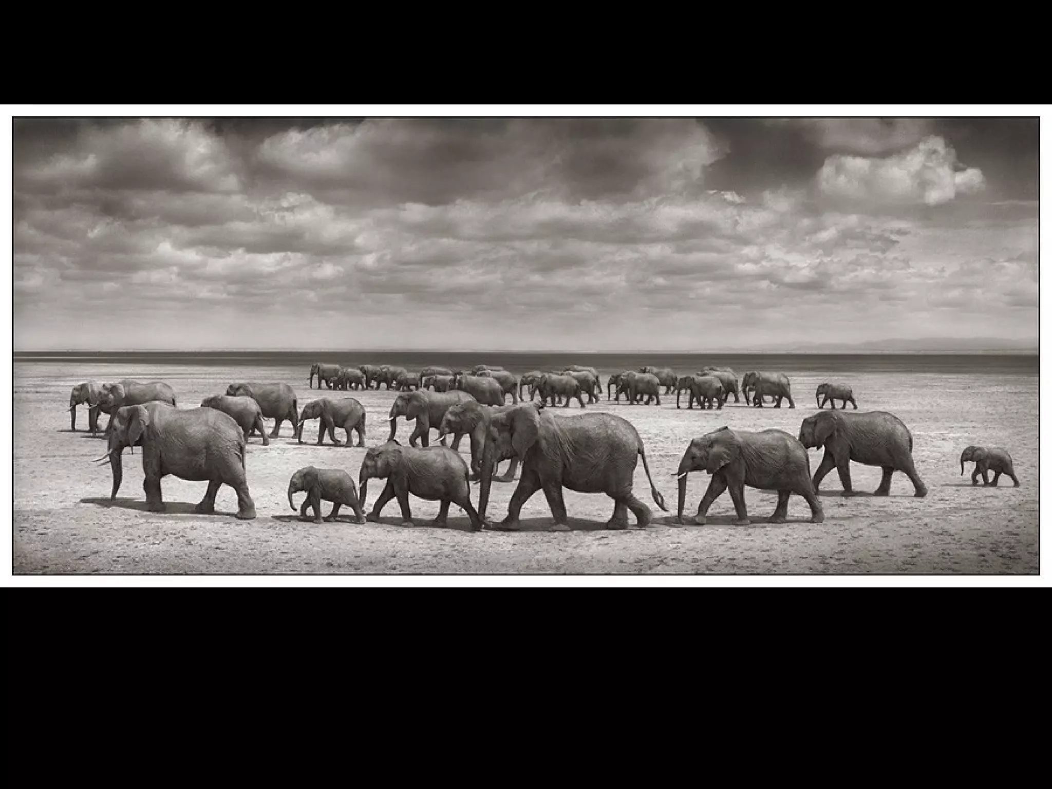 Africa black and-white1