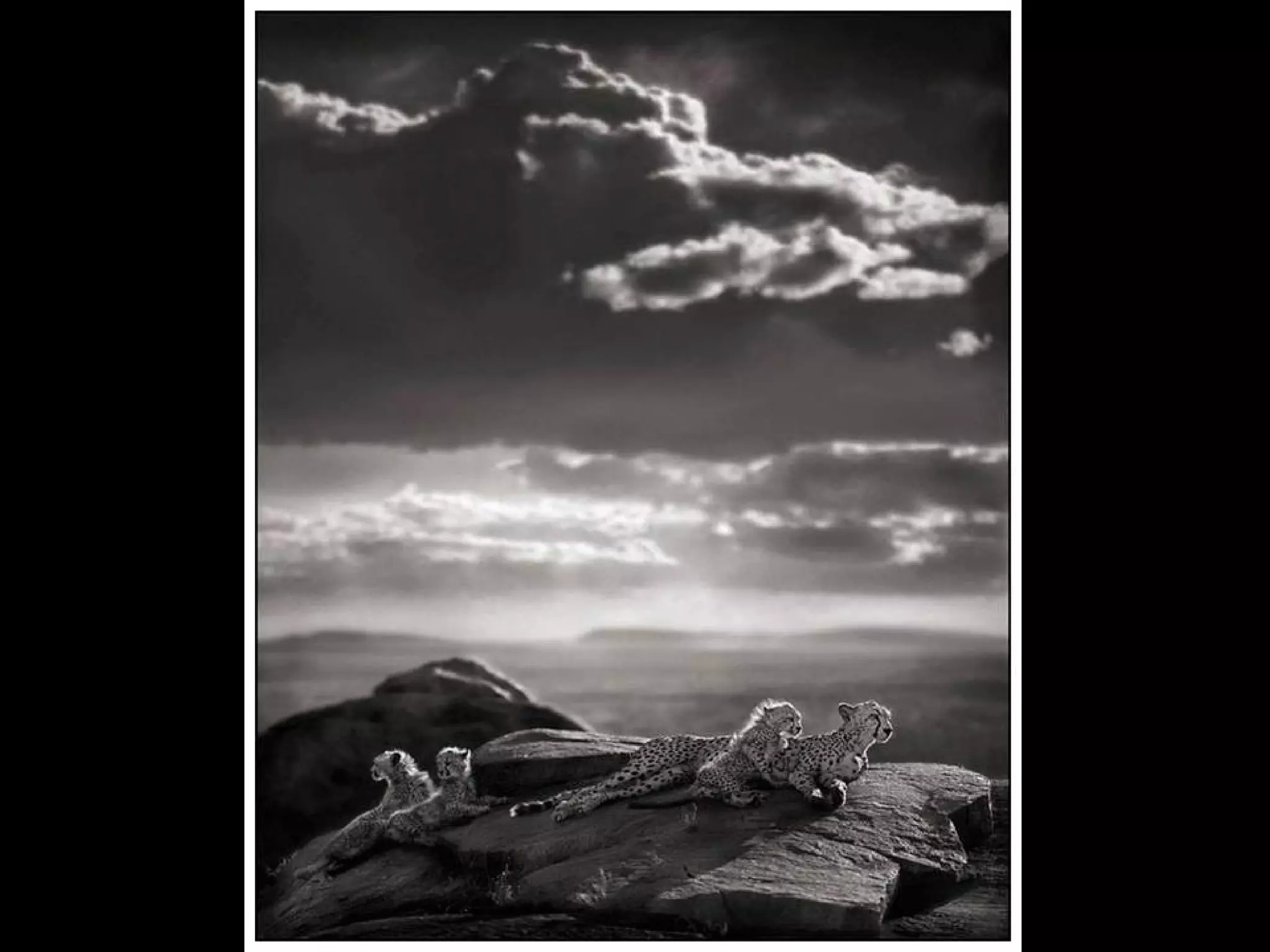 Africa black and-white1