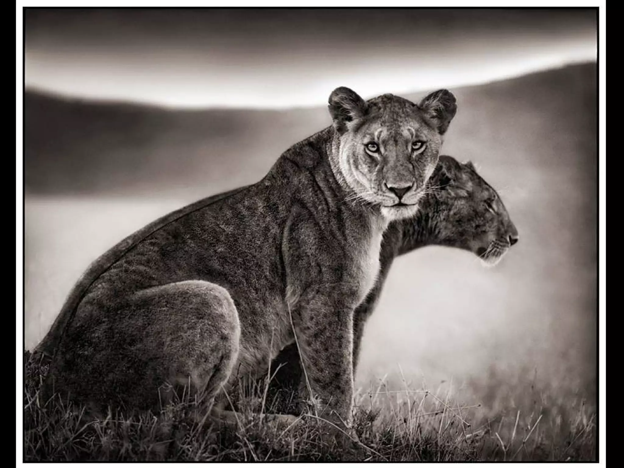 Africa black and-white1