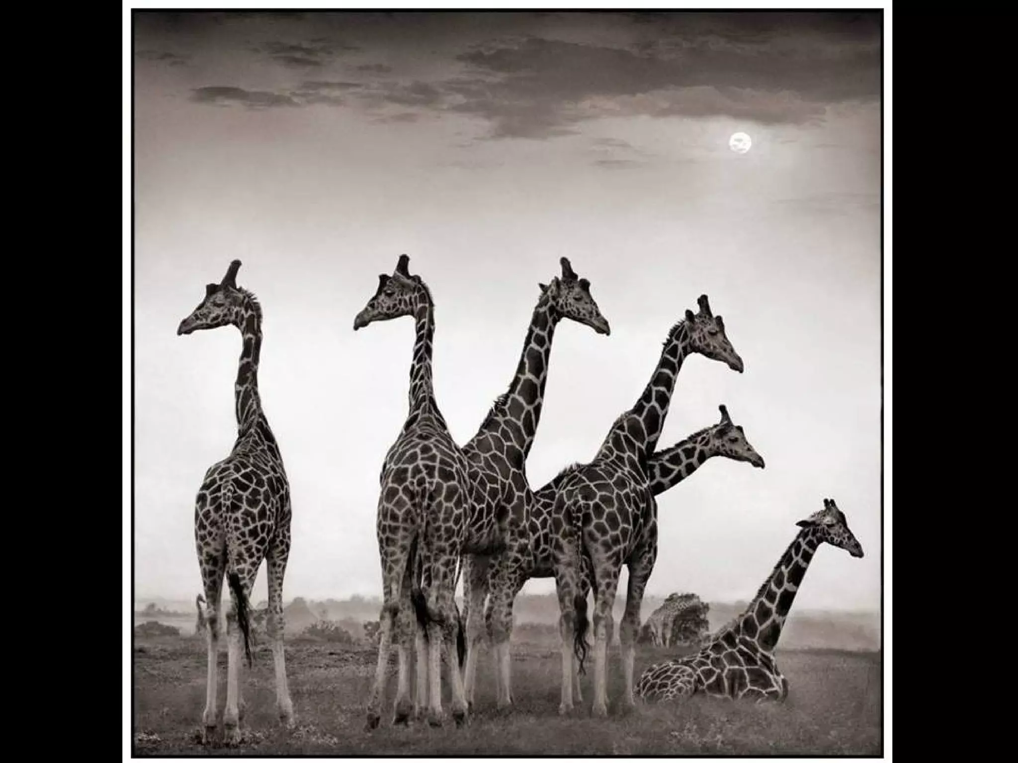 Africa black and-white1