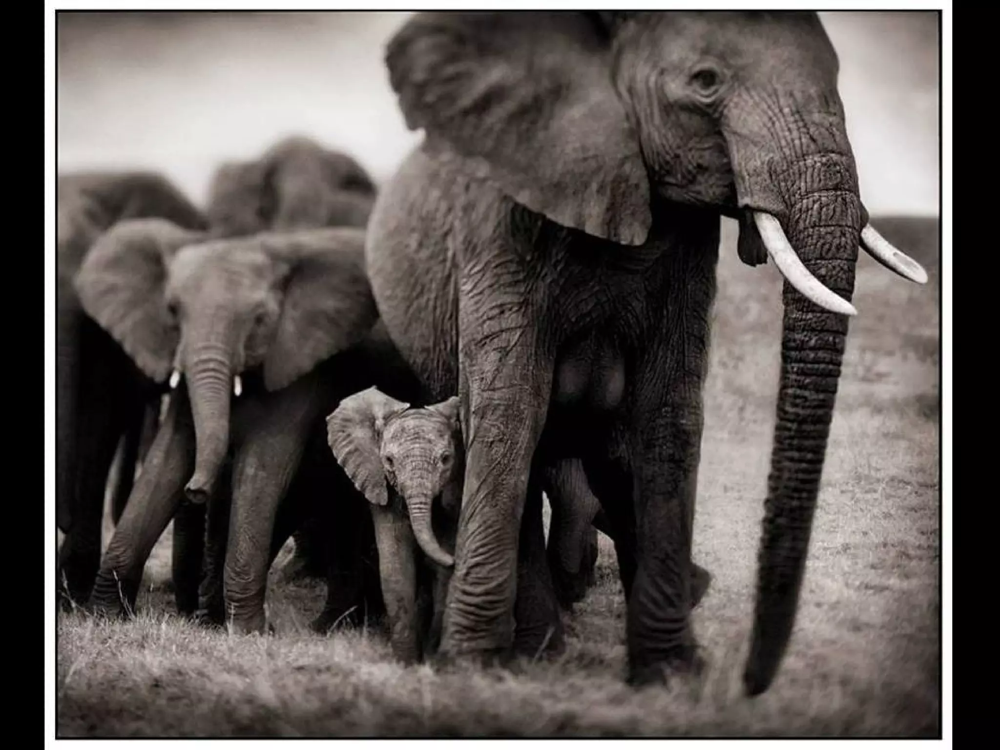 Africa black and-white1