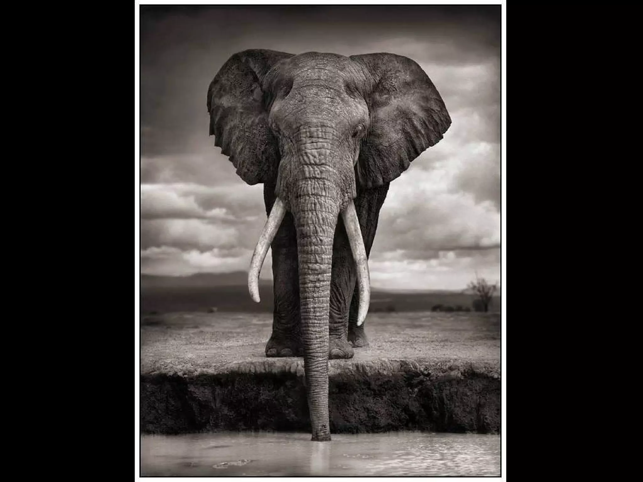 Africa black and-white1