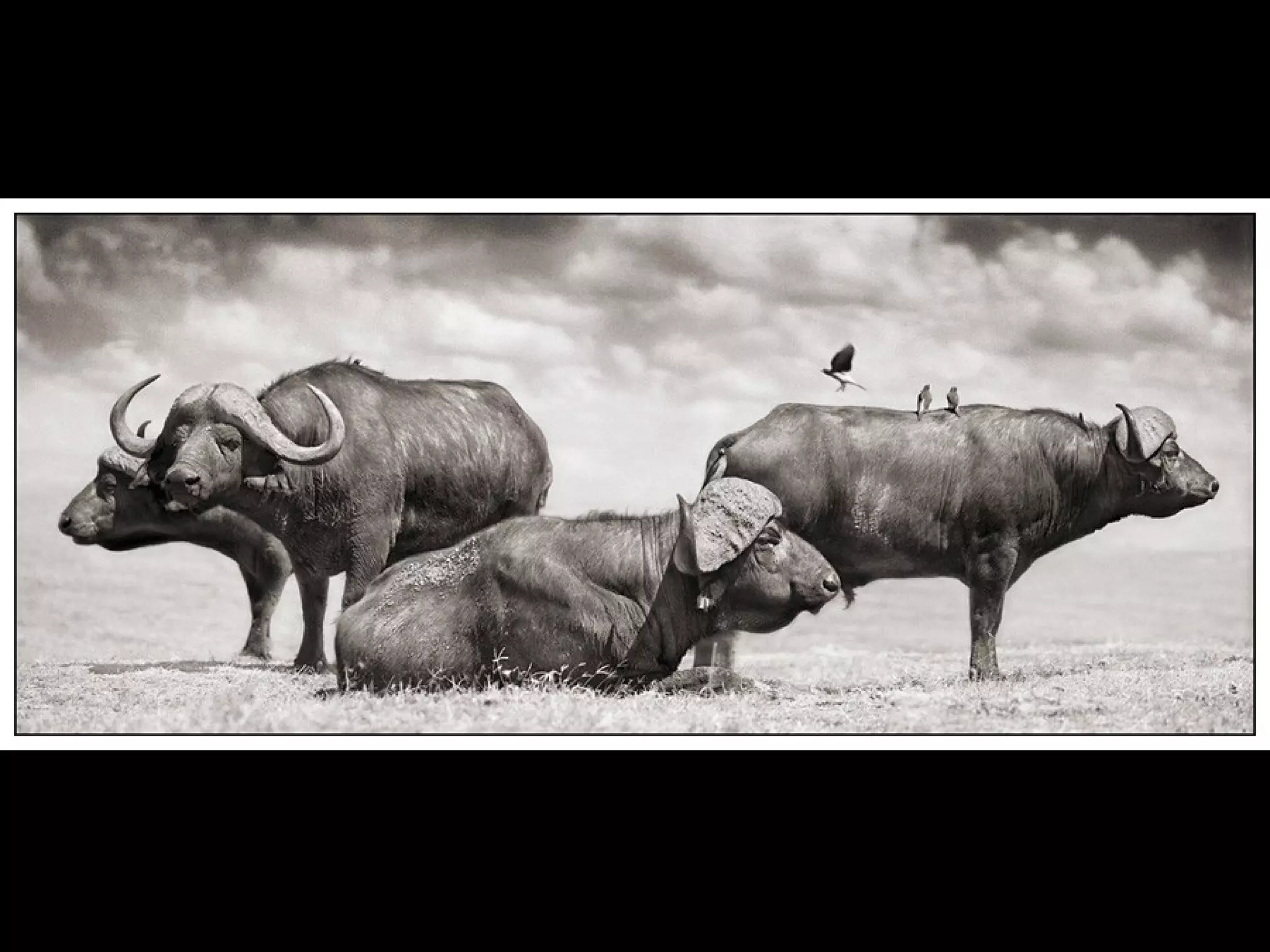 Africa black and-white1