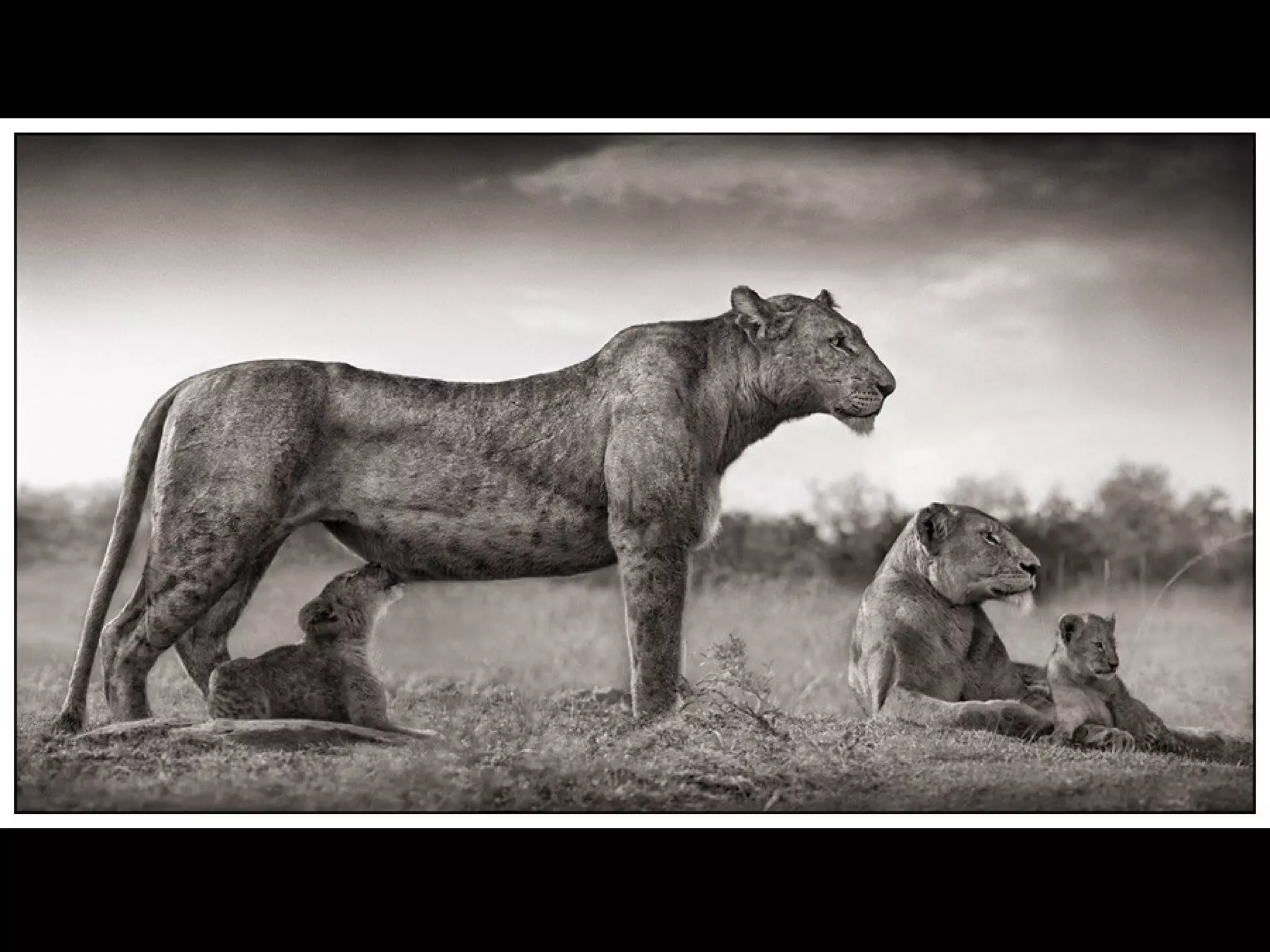 Africa black and-white1