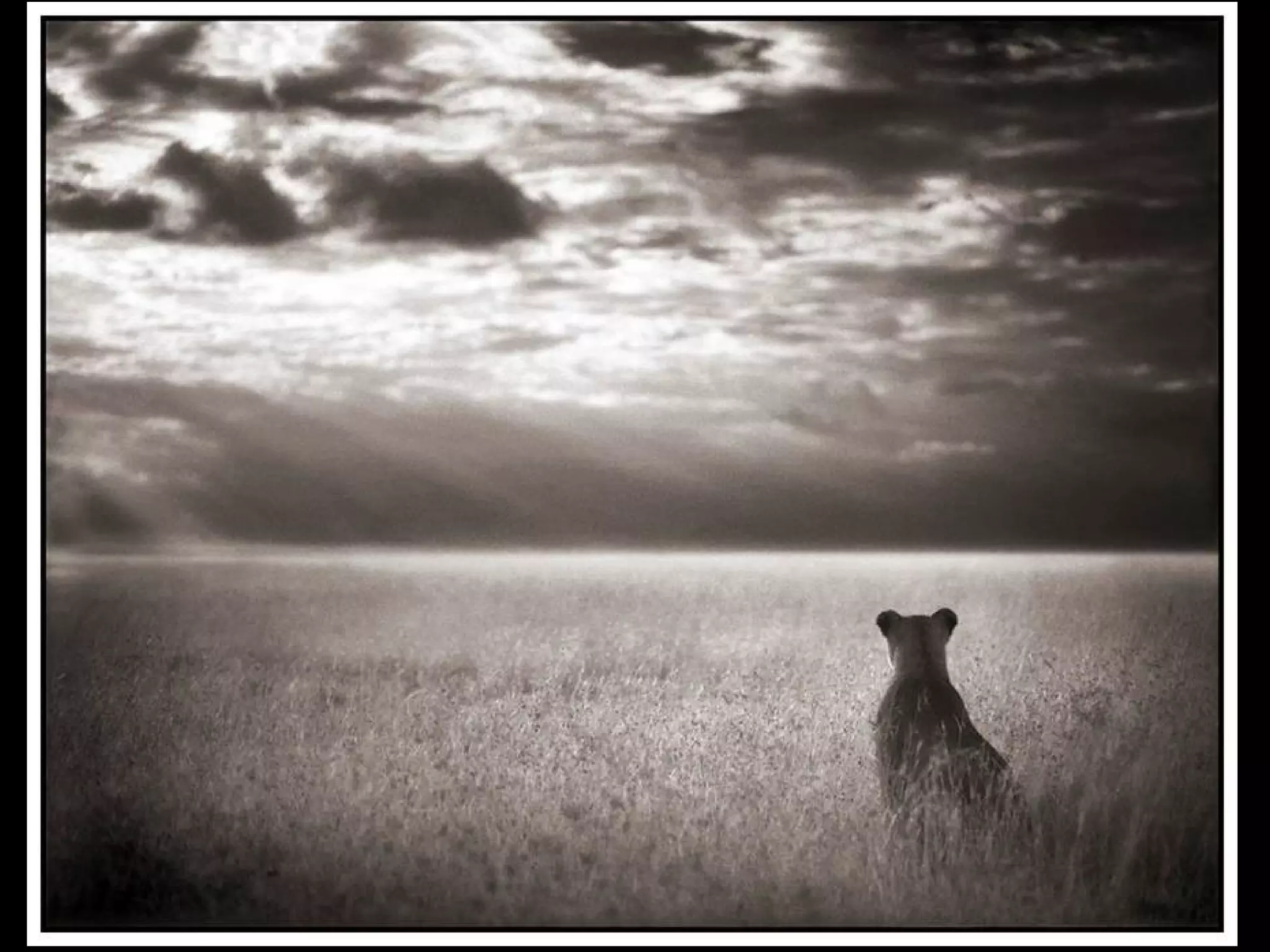 Africa black and-white1