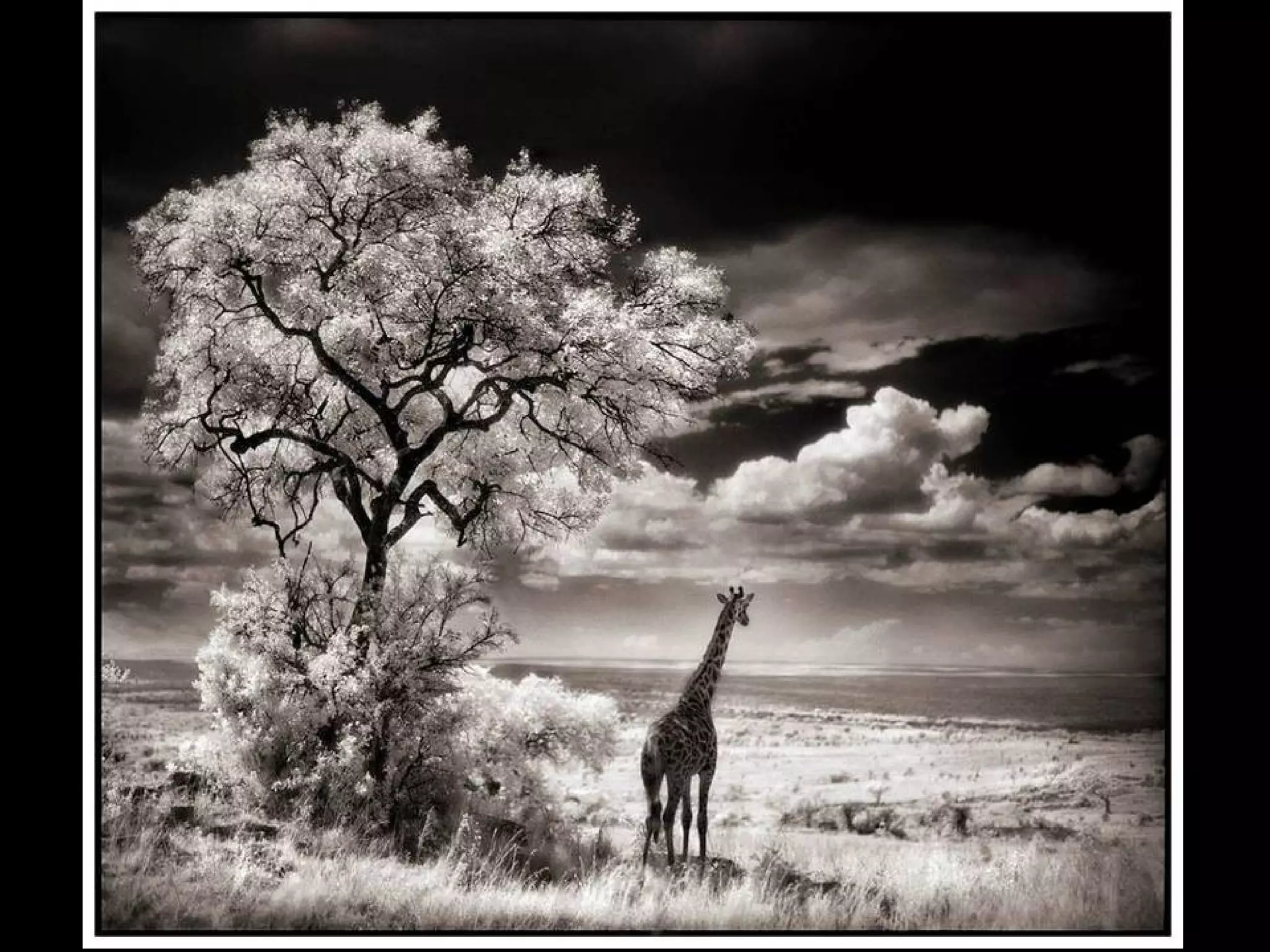 Africa black and-white1