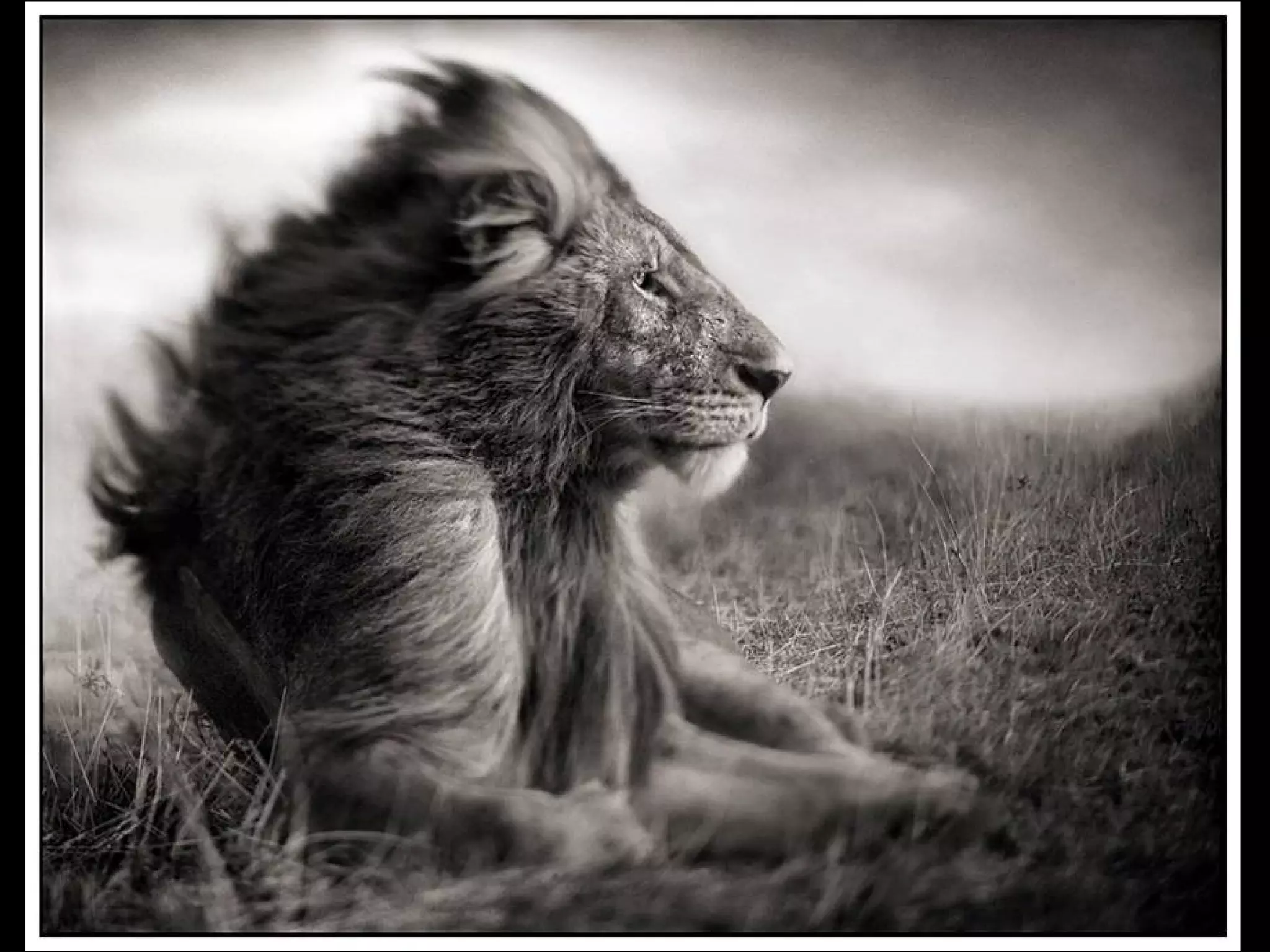 Africa black and-white1