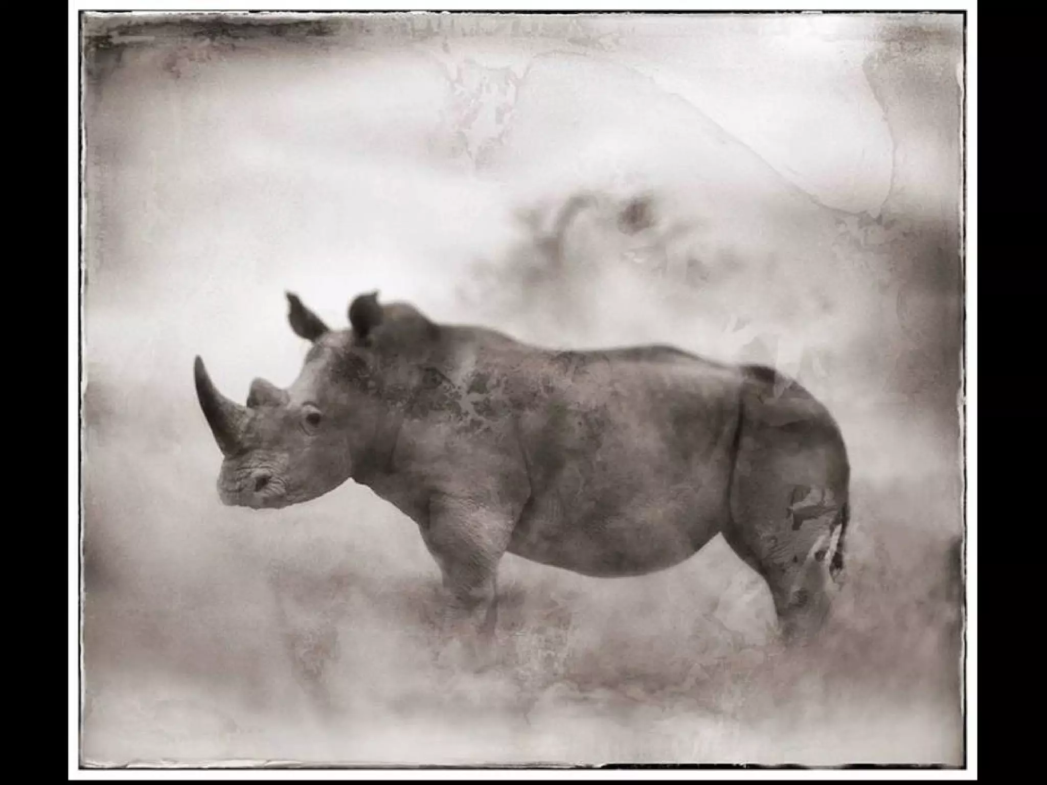 Africa black and-white1