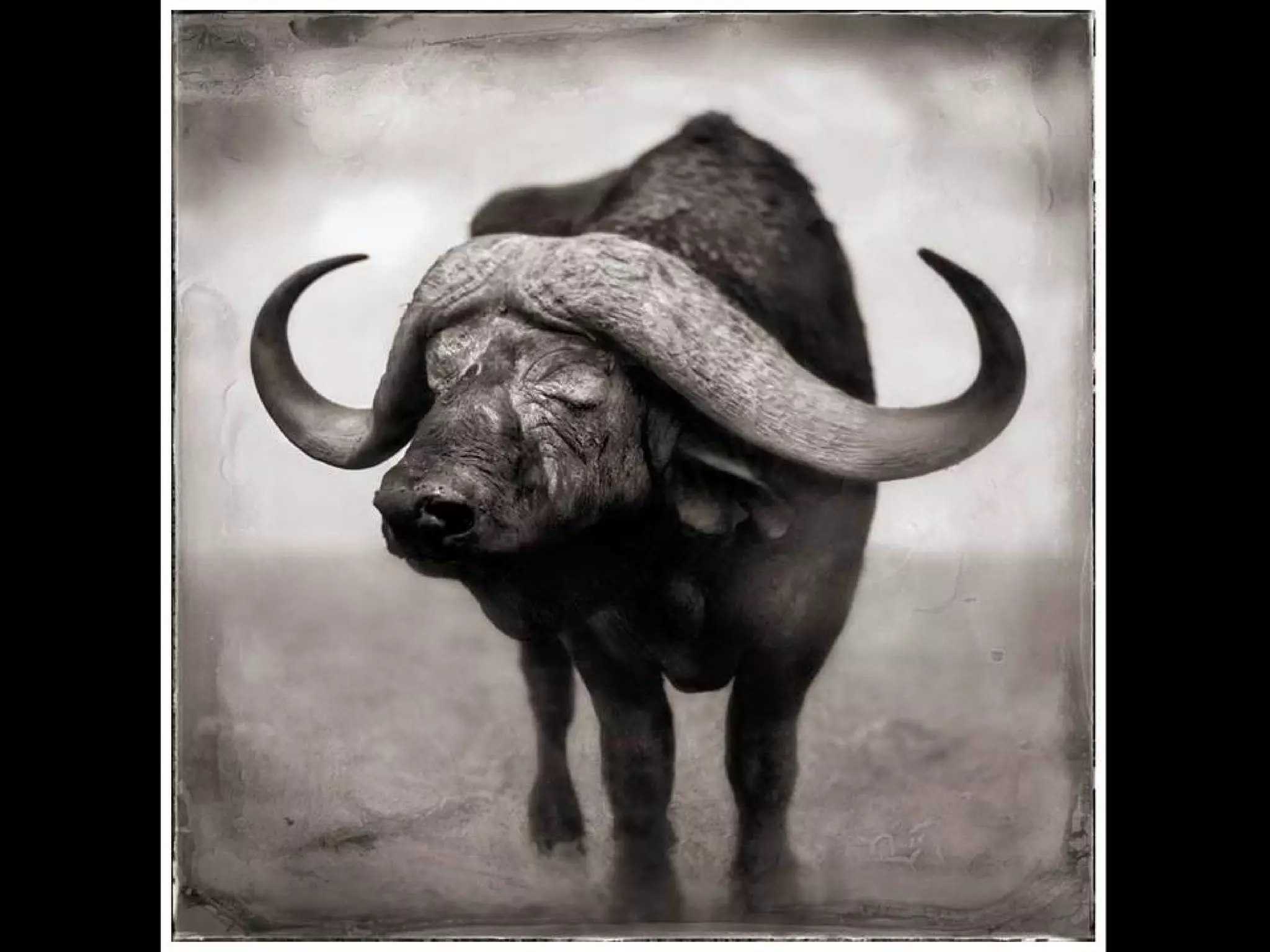 Africa black and-white1