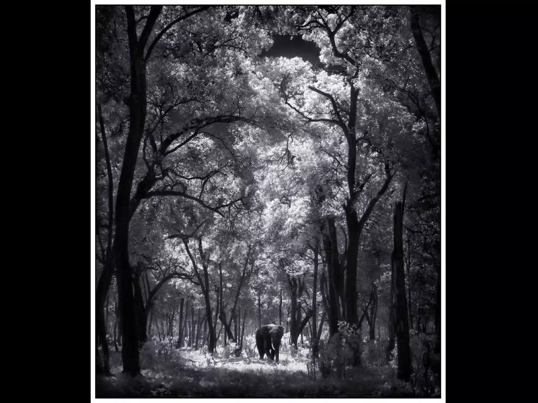 Africa black and-white1