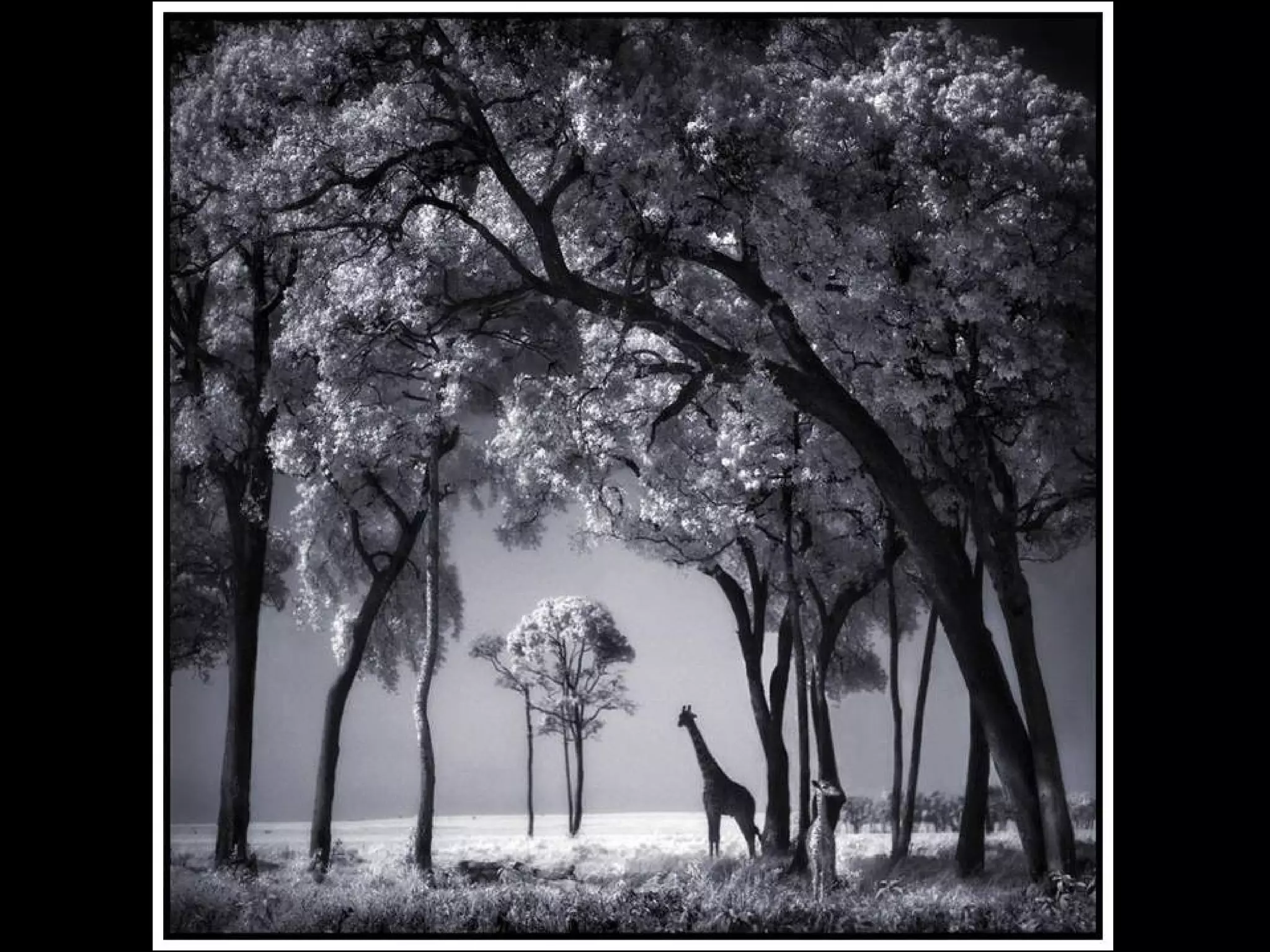 Africa black and-white1