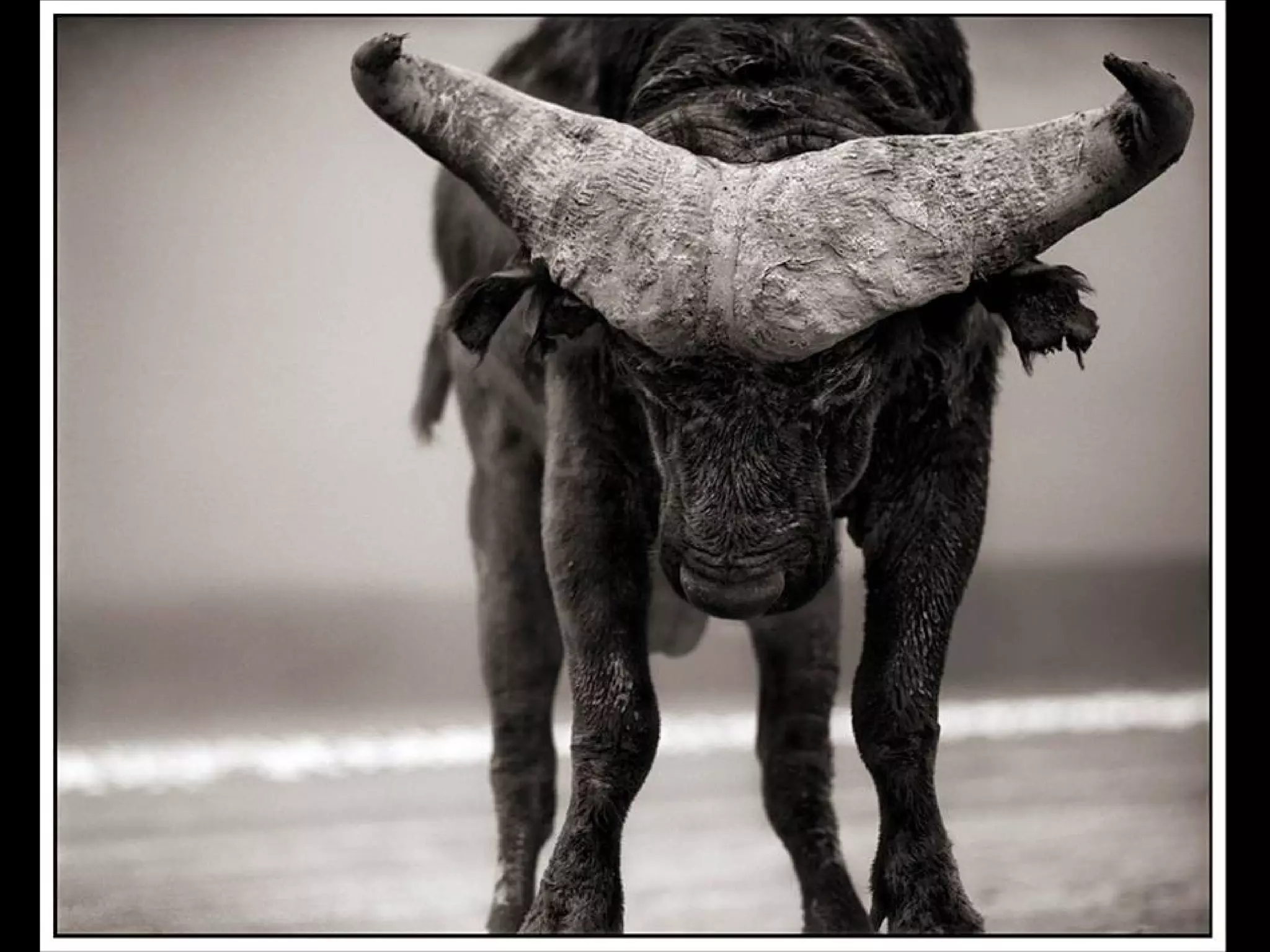 Africa black and-white1