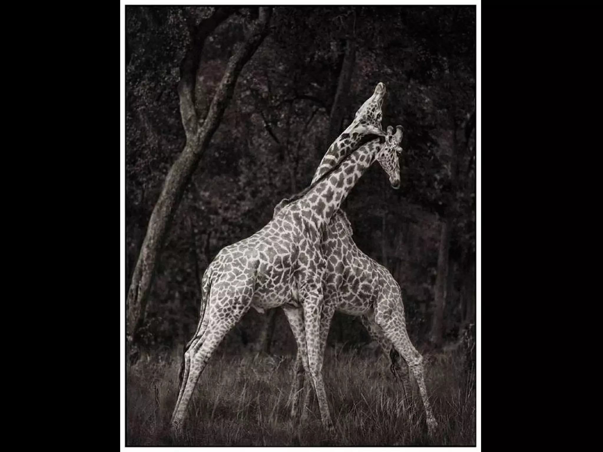 Africa black and-white1