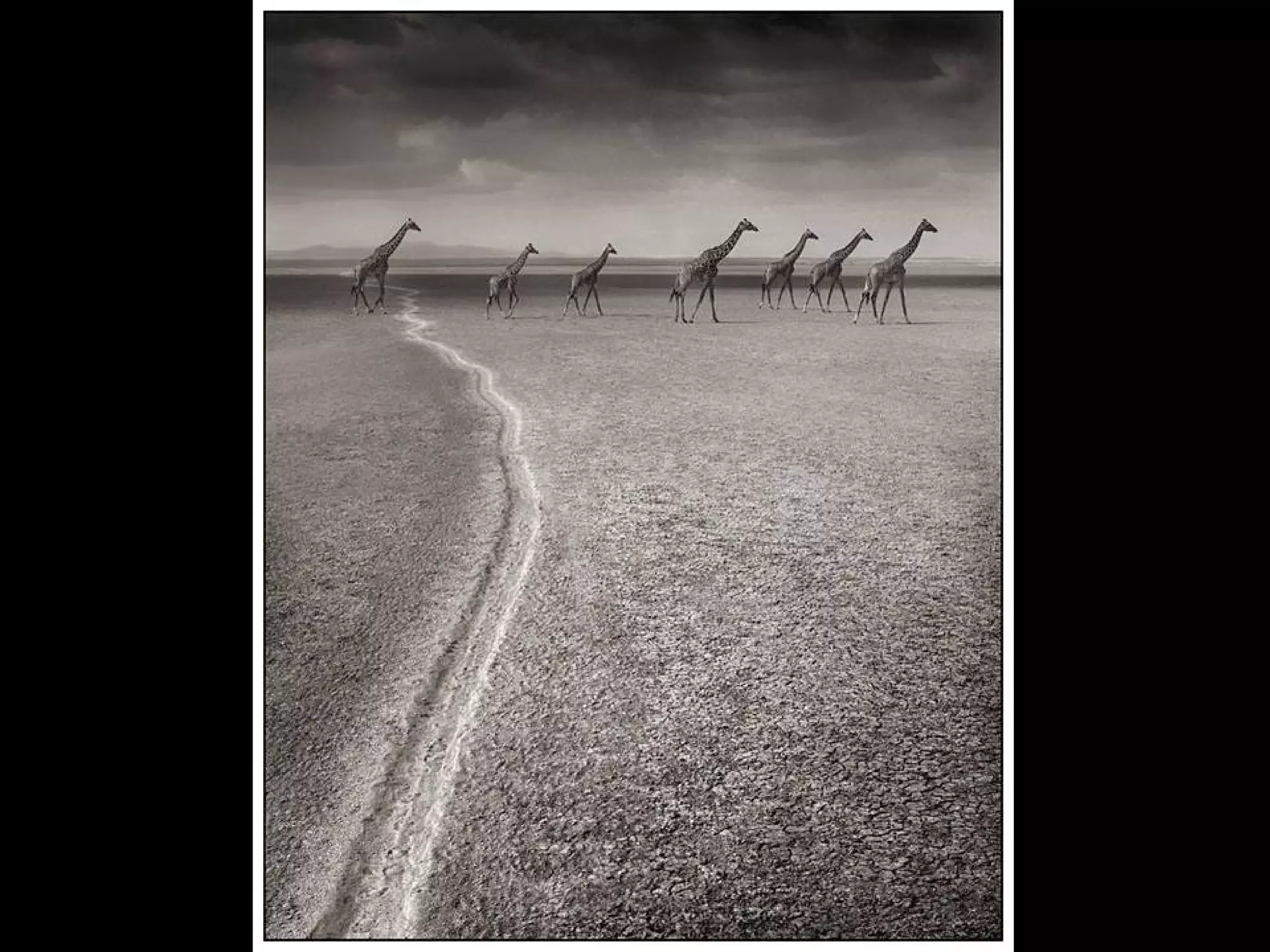 Africa black and-white1