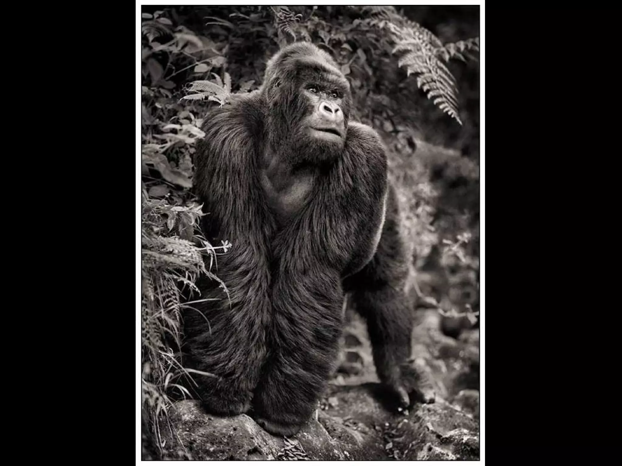 Africa black and-white1