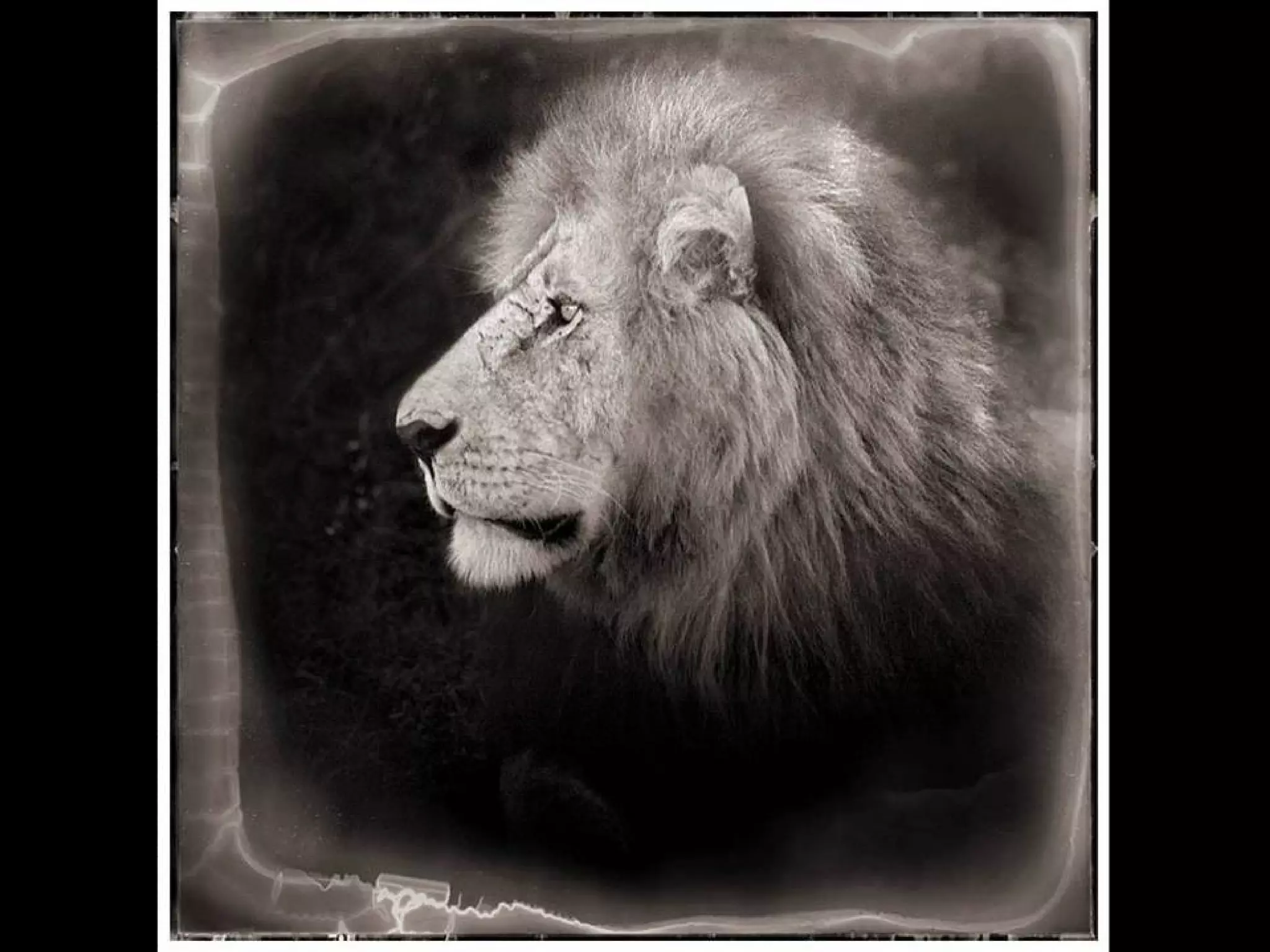 Africa black and-white1