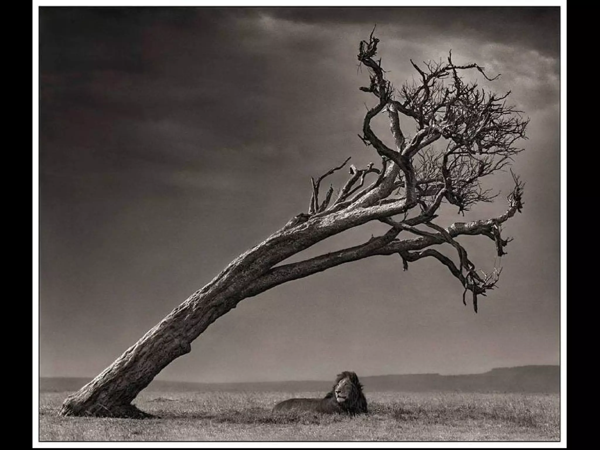 Africa black and-white1