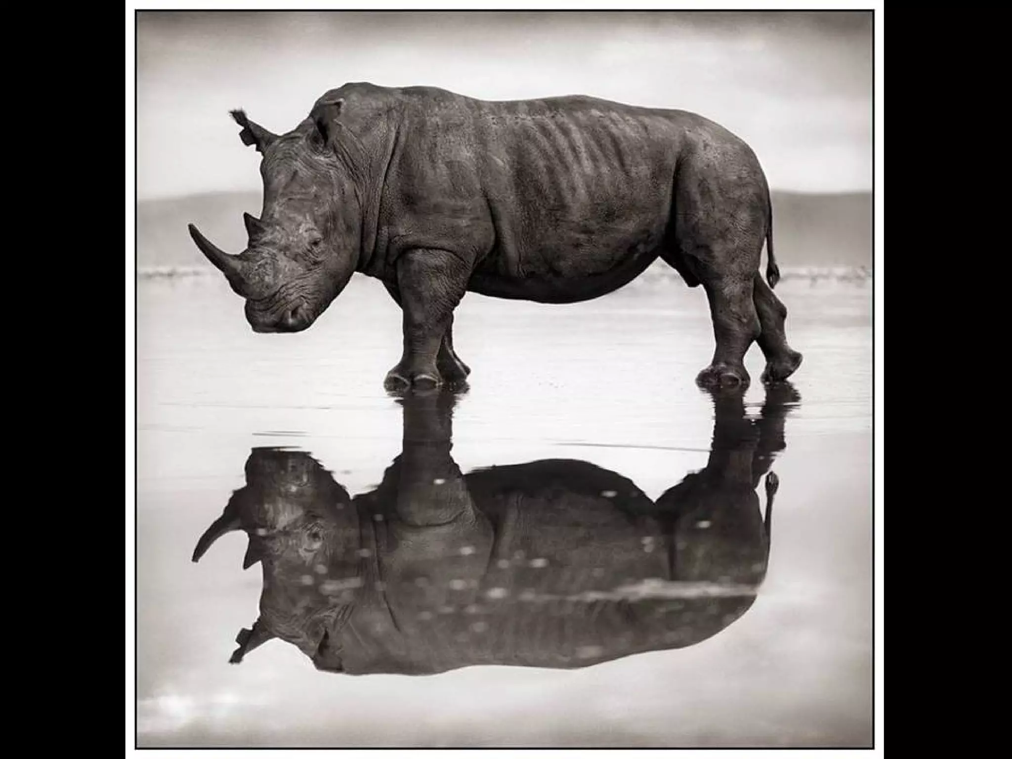 Africa black and-white1